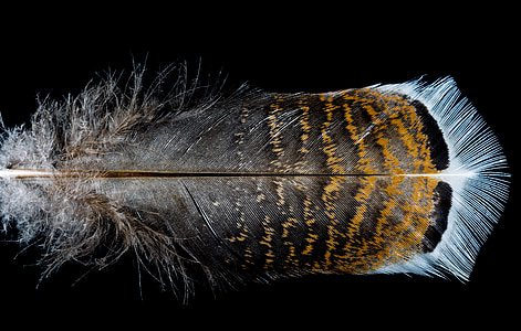 black and brown feather thumbnail
