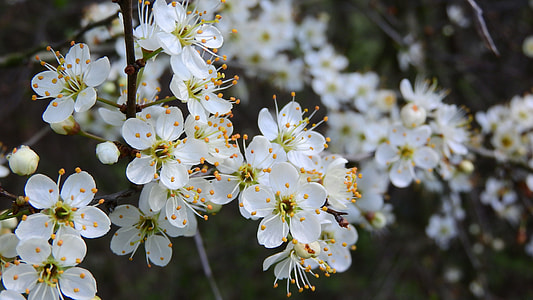 Prunus Spinosa, Blackthorn thumbnail
