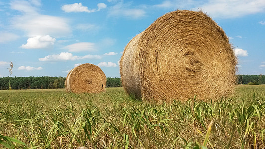 two rolled haystack on grass thumbnail