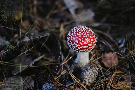 red mushroom near dried pinecones thumbnail
