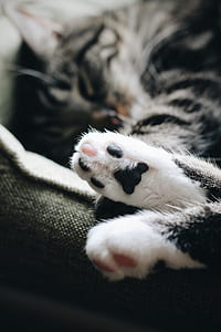 silver tabby cat lying on gray pillow thumbnail