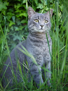 grey cat on green grass thumbnail