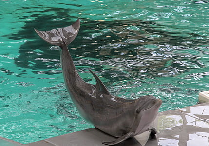 dolphin on ground near body of water thumbnail