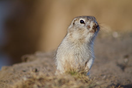brown rodent standing on ground thumbnail