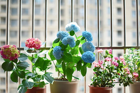 flowers on window thumbnail