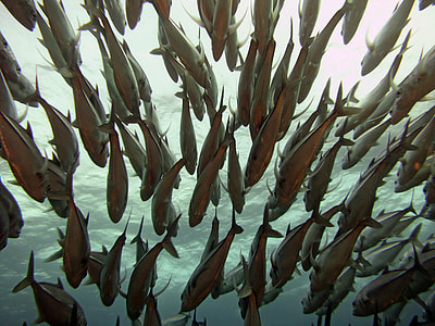 shoal of fish underwater thumbnail