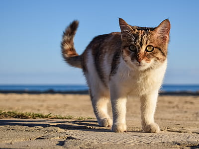 cat walk on land thumbnail