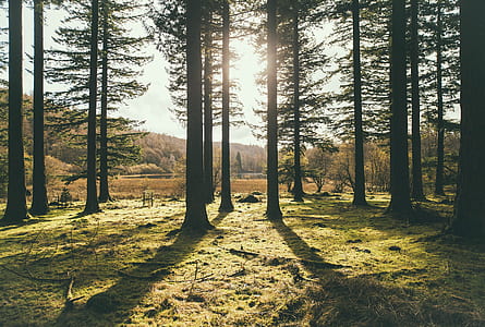 silhouette photo of trees near brown grass field thumbnail