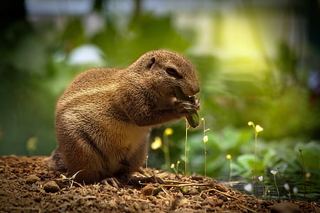 beaver biting green substance thumbnail