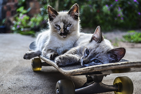 two siamese cats lying on skateboard thumbnail
