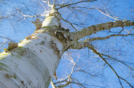 baretree under blue sky thumbnail