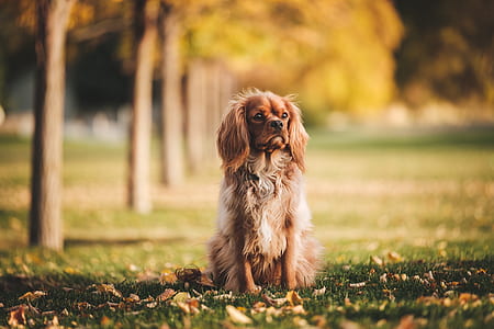 adult fawn American cocker spaniel sitting on grass during daytime thumbnail
