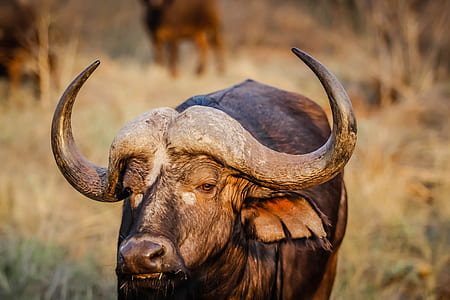 selective focus photography of ox thumbnail