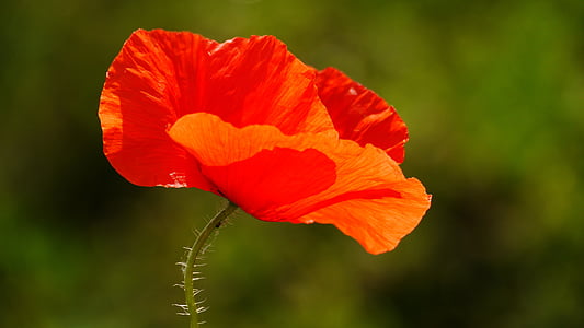 red petaled flower thumbnail