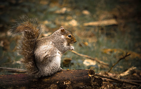brown squirrel thumbnail
