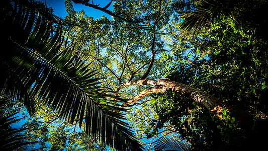 low angle photography of tree under blue sky during daytime thumbnail