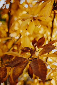 Yellow leaves of magnolia in autumn thumbnail