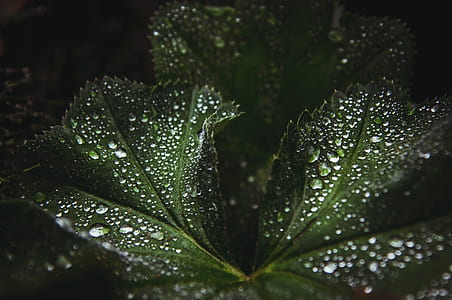 close up photography of dew drops thumbnail