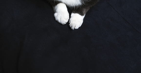 Kitty Paws Photo thumbnail