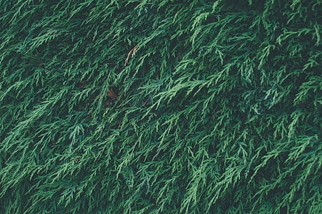 green leaf plant in brown pot thumbnail