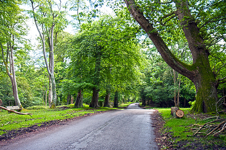 green leafed tree and wide road thumbnail