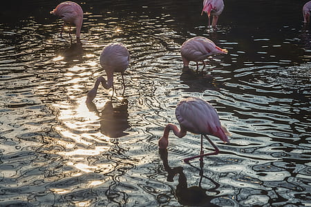 flamingos on body of water thumbnail