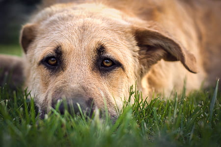 short-coated beige dog on grass thumbnail