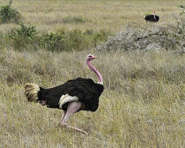 ostrich standing on green grass beside bush thumbnail