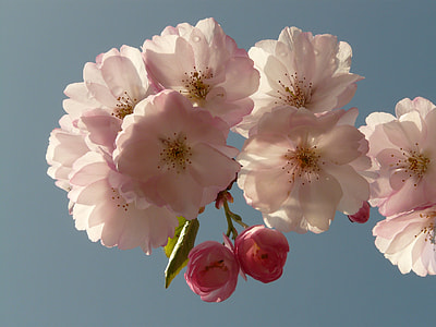 white and pink petaled flowers blooming at daytime thumbnail