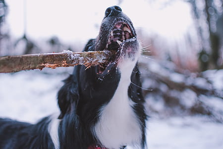 long-coated black and white dog biting brown wood during daytime thumbnail