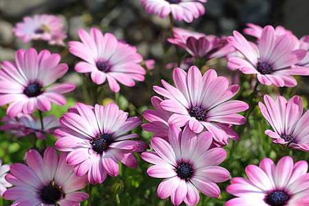 pink flowers thumbnail