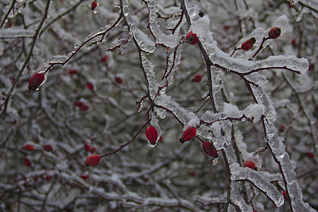 Rose Hips Covered With Ice, Bush thumbnail