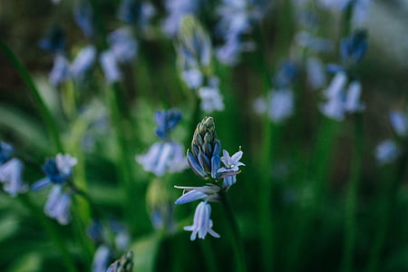 selective focus photography of blue petaled flower thumbnail