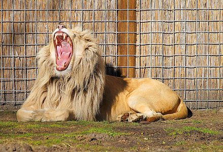 lion opening his mouth beside brown wall thumbnail