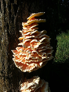 Tree Fungus, Mushrooms On Tree thumbnail