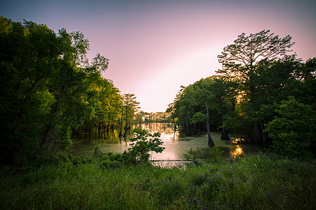body of water surrounded by trees thumbnail
