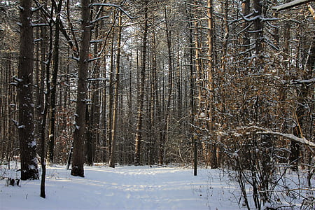 snow covered bare trees thumbnail