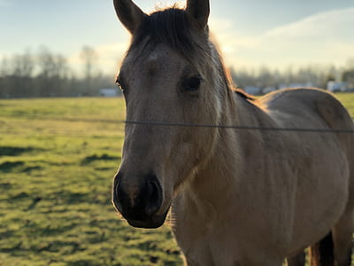 Adult Tan Horse thumbnail