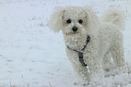 adult white bolognese on snow covered area thumbnail