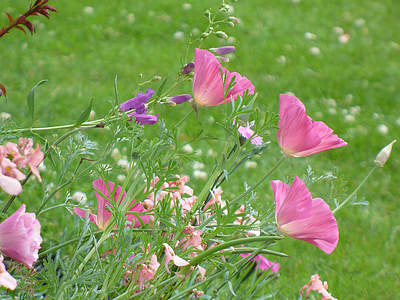 pink and purple flower in open field at daytime thumbnail