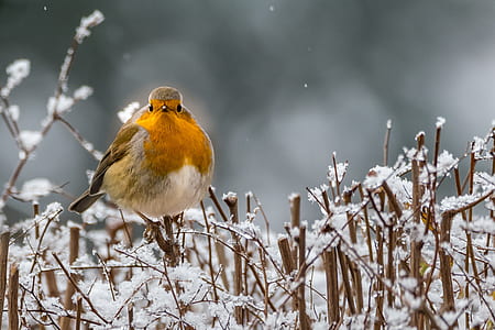 yellow and white bird on brown wood during daytime thumbnail
