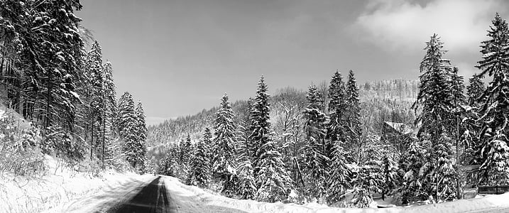 pine tree coated with snow thumbnail