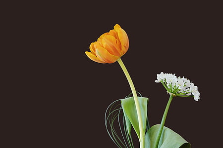 white and yellow flowers thumbnail