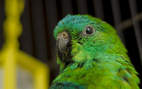 closeup photo of green parakeet thumbnail