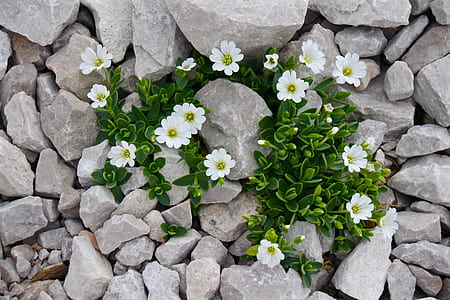 close-up photo of white flowers thumbnail