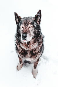 medium short-coated black and tan dog on snow coated area thumbnail