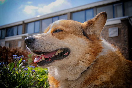 adult tan and white Pembroke Welsh corgi thumbnail
