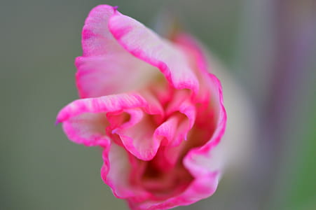 nature, petals, blur, flower thumbnail