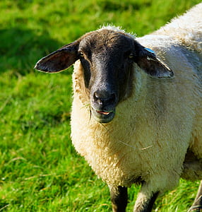 shallow focus photography of white sheep thumbnail