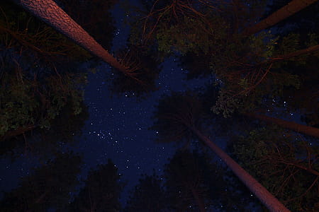 Upward shot of Trees in Big Basin, San Francisco thumbnail